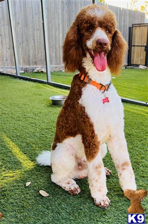 Labradoodleday Picture 1